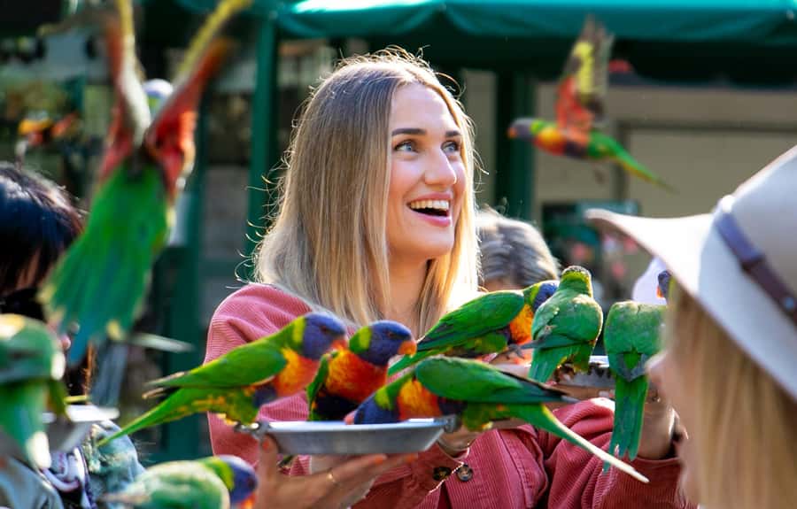 Currumbin Wildlife Sanctuary & TreeTop Challenge Combo - Price and value: $77 isn’t just a ticket bundle
