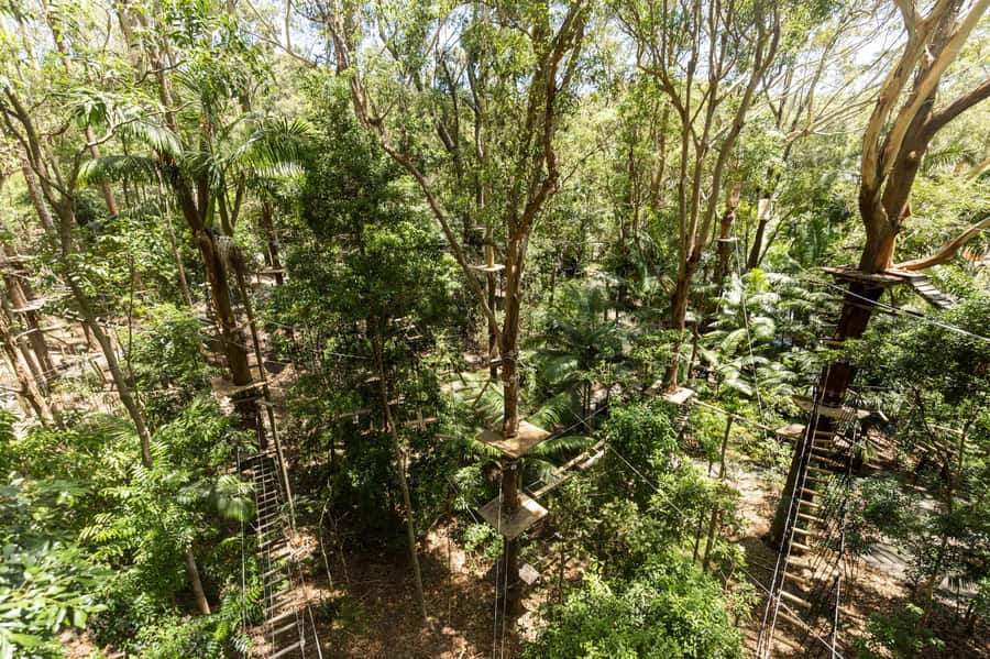 Currumbin Wildlife Sanctuary & TreeTop Challenge Combo - Should you book this Currumbin + TreeTop Challenge combo?