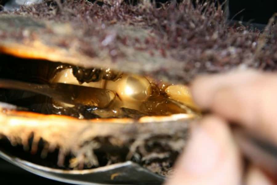 Cygnet Bay Pearl Farm Behind-the-Scenes Tour & Live Harvest - Seeing the Live Pearl Harvest: The Part That Makes It Click