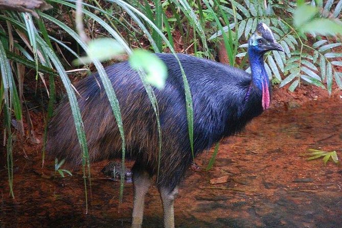 Daintree Discovery Centre Family Pass Ticket - Jurassic Forest and Bush Tucker Trail: a themed walk that teaches basics
