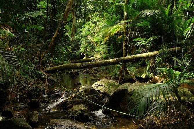 Daintree Discovery Centre Family Pass Ticket - Timing, weather, and small-group comfort