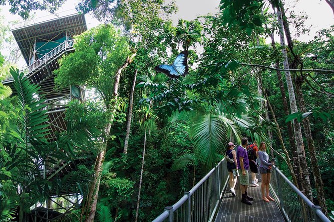 Daintree Discovery Centre Single Pass - Key things to know before you go