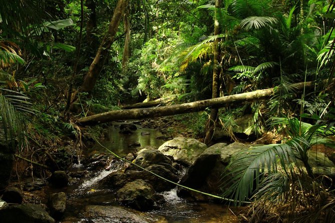 Daintree Discovery Centre Single Pass - Audio trails: Jurassic Forest, Bush Tucker, and Cassowary