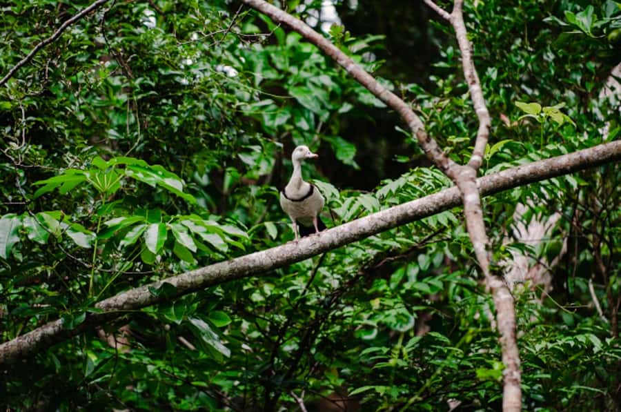 Daintree: Guided Daintree River Wildlife Cruise - Key things worth knowing before you go