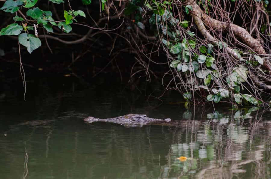 Daintree: Guided Daintree River Wildlife Cruise - Entering Bruce Belcher & Son: quick check-in, then you’re off