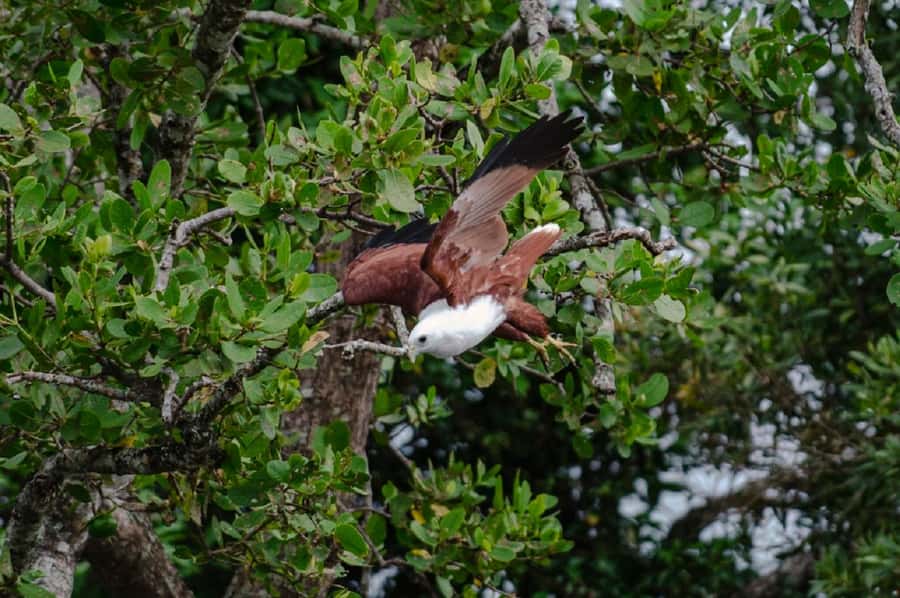 Daintree: Guided Daintree River Wildlife Cruise - On the Daintree River cruise: how an hour works in your favor
