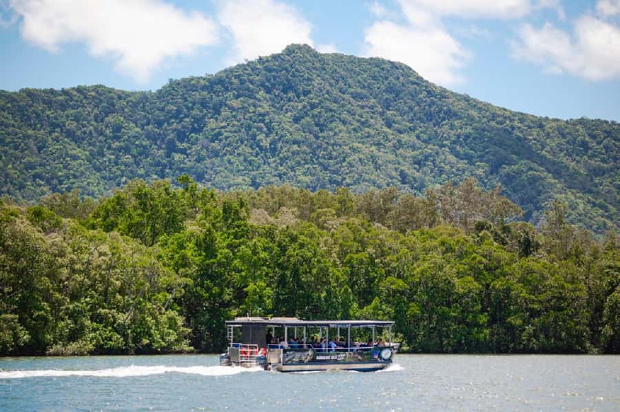 Daintree: Guided Daintree River Wildlife Cruise - Mangrove forests: what to look for (and why it’s worth slowing down)