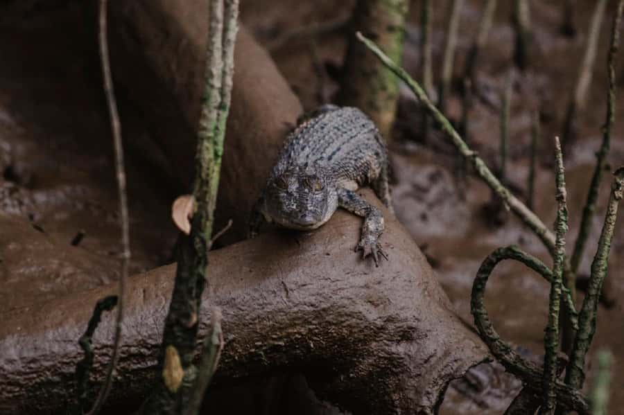 Daintree: Guided Daintree River Wildlife Cruise - Timing, length, and comfort: the practical stuff that changes the experience