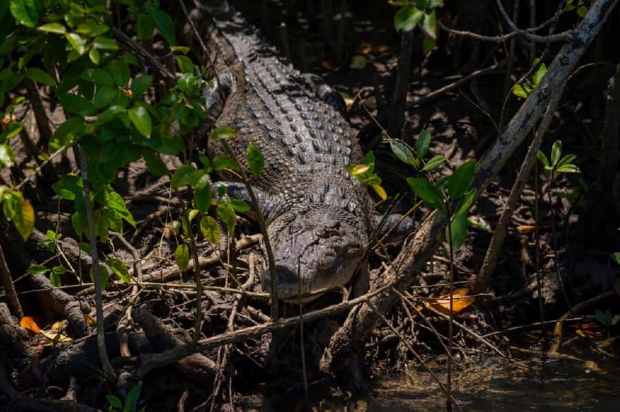 Daintree: Guided Daintree River Wildlife Cruise - Price and value: is $28 really a good deal?