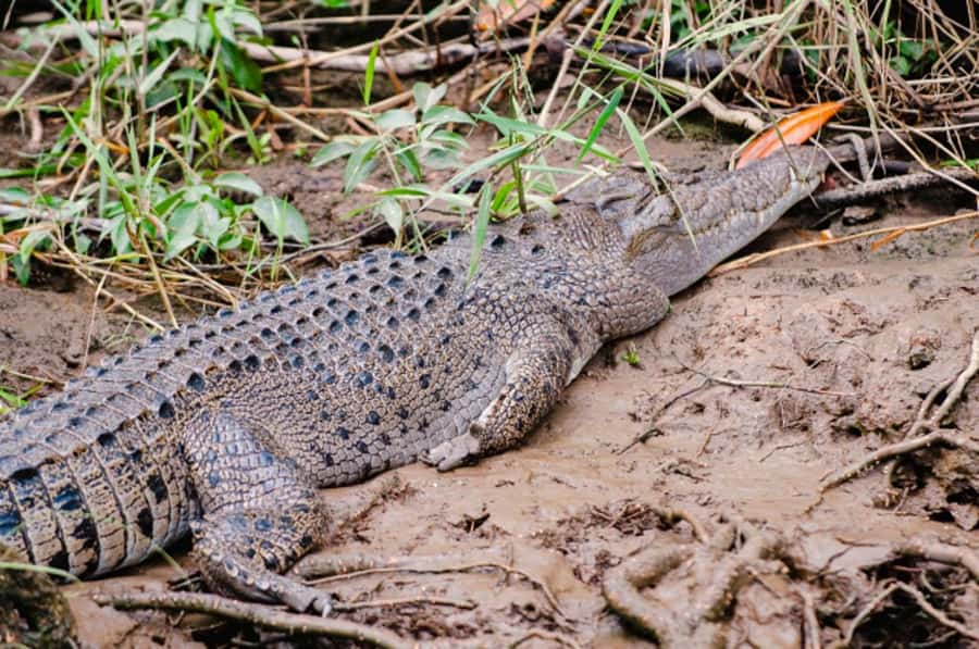 Daintree: Guided Daintree River Wildlife Cruise - The pre-boarding garden walk: small space, good mindset