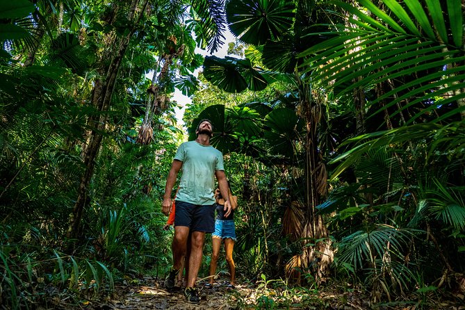 Daintree Rainforest and Mossman Gorge: Full Day Tour - Mt Alexandra Lookout and the Daintree-wide perspective