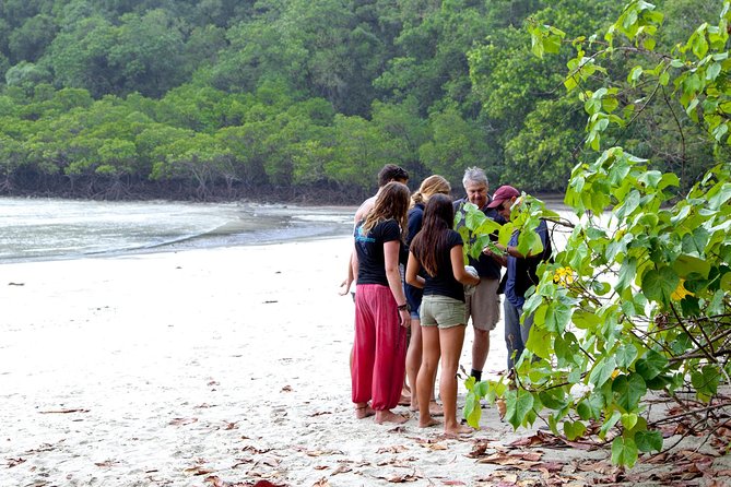 Daintree Rainforest and Mossman Gorge: Full Day Tour - Food, timing, and how to avoid feeling rushed