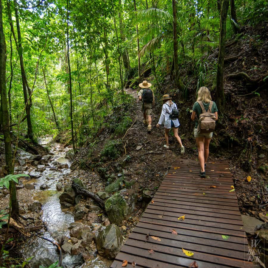Daintree Rainforest: Magic Waterfall Walk with Lunch & Swim - Key things I think you’ll love here