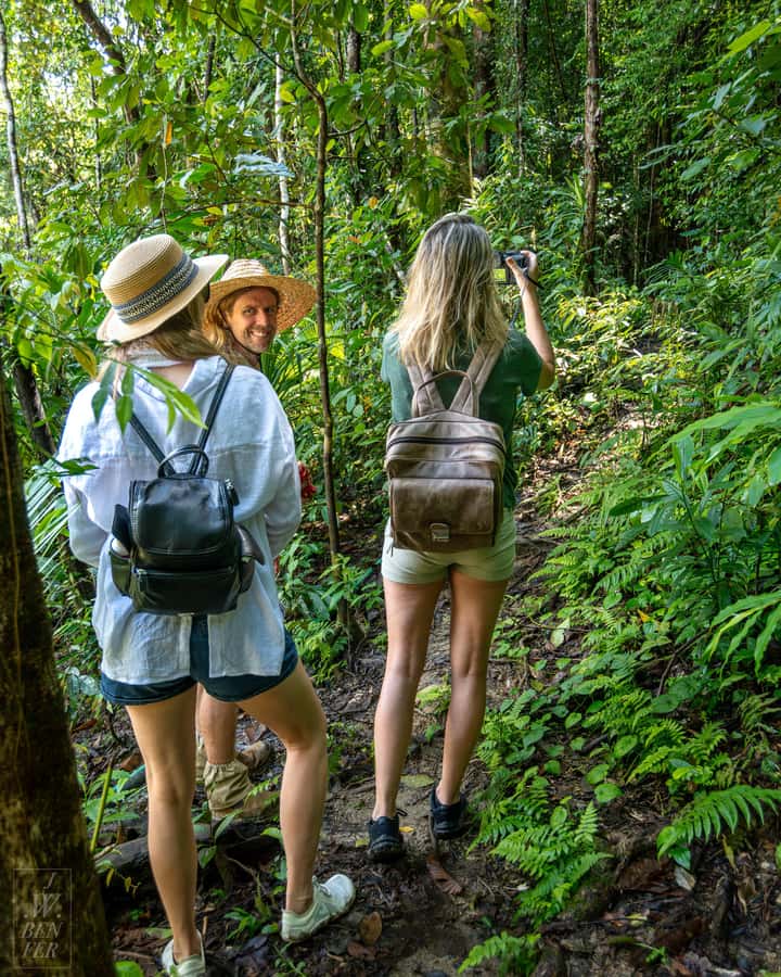 Daintree Rainforest: Magic Waterfall Walk with Lunch & Swim - Entering Daintree Rainforest: secret trail, guided walk, and creekside valley time
