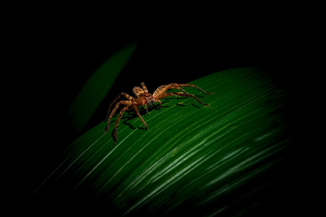 Daintree Rainforest Night Walk in Cape Tribulation - Quick Takeaways Before You Step Into the Dark