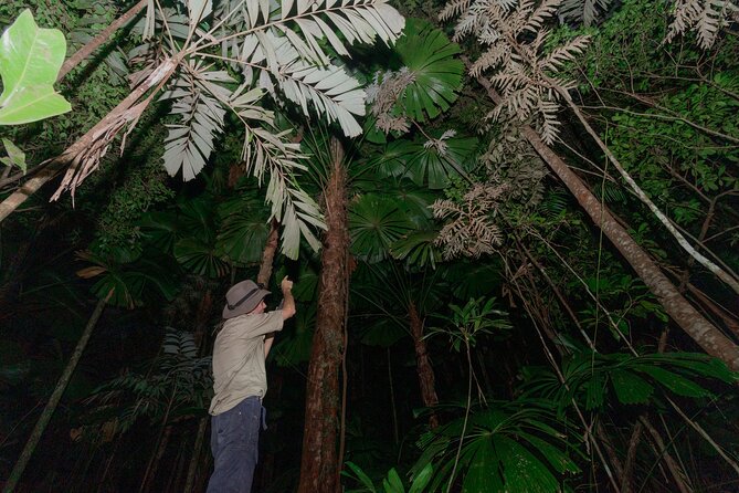 Daintree Rainforest Night Walk in Cape Tribulation - Why Night Makes the Daintree Feel Like Another World in Cape Tribulation