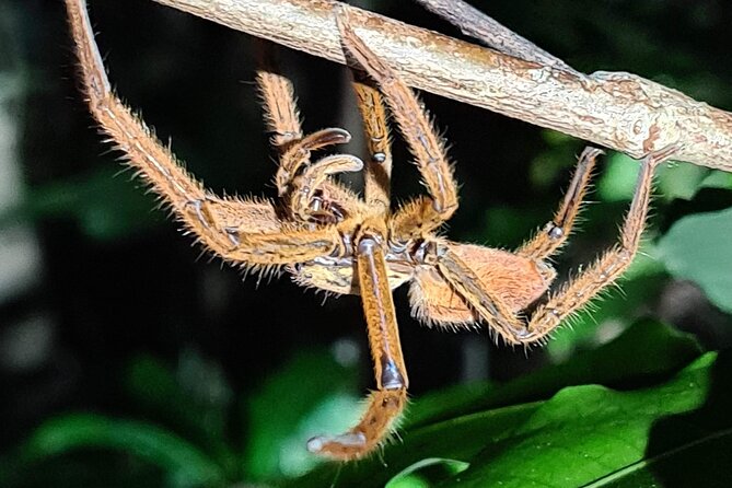 Daintree Rainforest Night Walk in Cape Tribulation - Night-Spotting Highlights: Frogs, Glowing Fungi, and Cassowary Possibilities
