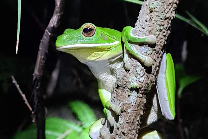 Daintree Rainforest Night Walk in Cape Tribulation - Who Should Book This Daintree Rainforest Night Walk (and Who Might Not)