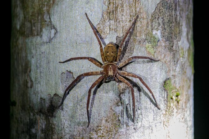Daintree Rainforest Night Walk in Cape Tribulation - Ferntree Rainforest Lodge Start: Your Easy First Step Into the Canopy Dark
