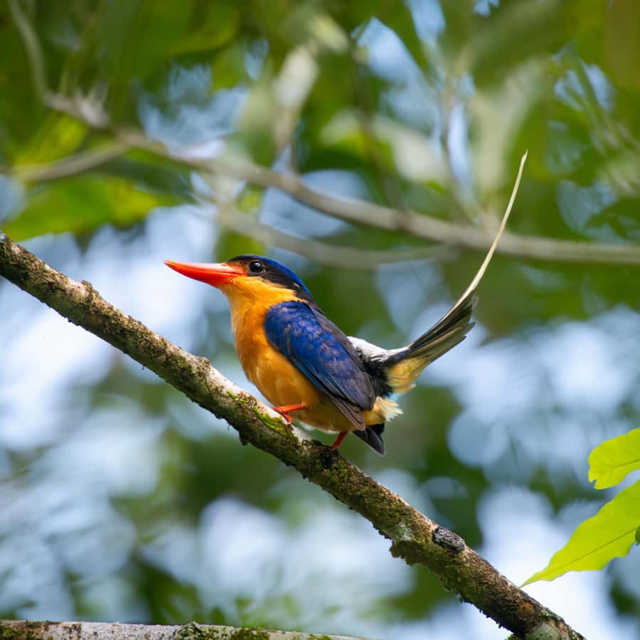 Daintree Rainforest: Waterfall Walk, Swim & Crocodile Cruise - Key highlights worth your time