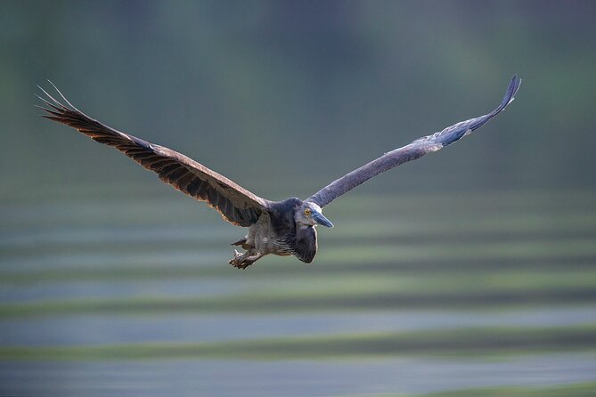 Daintree River 'Dawn' Cruise with the Daintree Boatman - Wildlife You Can Actually Expect to Spot