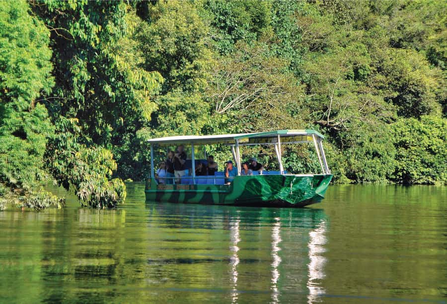 Daintree: River Rainforest Crocodile & Wildlife Cruise (DV) - Key things to know before you go