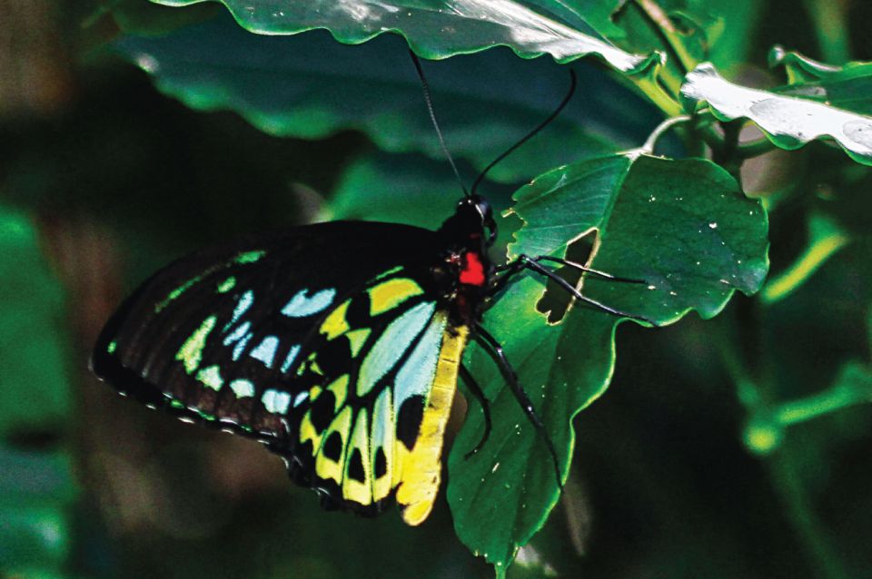 Daintree: River Rainforest Crocodile & Wildlife Cruise (DV) - FAQ