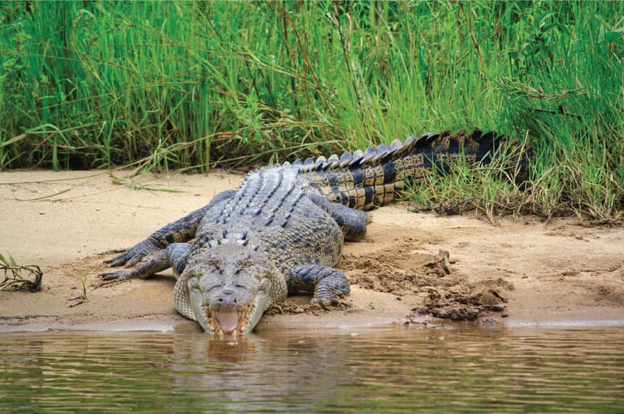 Daintree: River Rainforest Crocodile & Wildlife Cruise (DV) - Crocodile spotting odds: when you’ll see them (and when you might not)