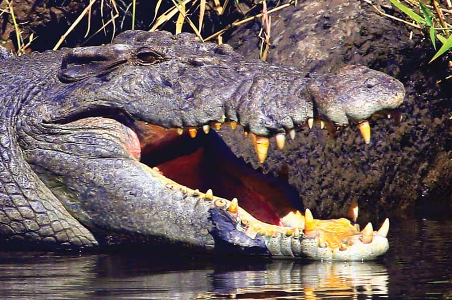 Daintree: River Rainforest Crocodile & Wildlife Cruise (DV) - More than crocs: mangroves, birds, and rainforest edge life