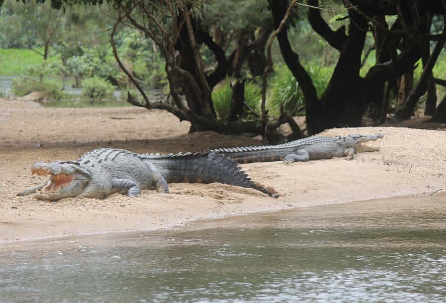 Daintree: River Rainforest Crocodile & Wildlife Cruise (DV) - Guides on the water: facts, stories, and respectful viewing