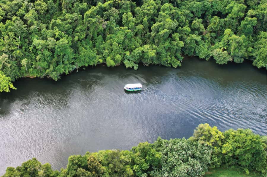 Daintree: River Rainforest Crocodile & Wildlife Cruise (DV) - Should you book this Daintree crocodile wildlife cruise?