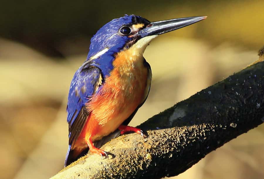 Daintree: River Rainforest Crocodile & Wildlife Cruise (DV) - What the 1-hour boat cruise feels like on a rainy-river day