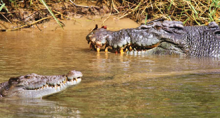 Daintree River Rainforest: Crocodile & Wildlife Cruises (DG) - Key things I’d prioritize before you go