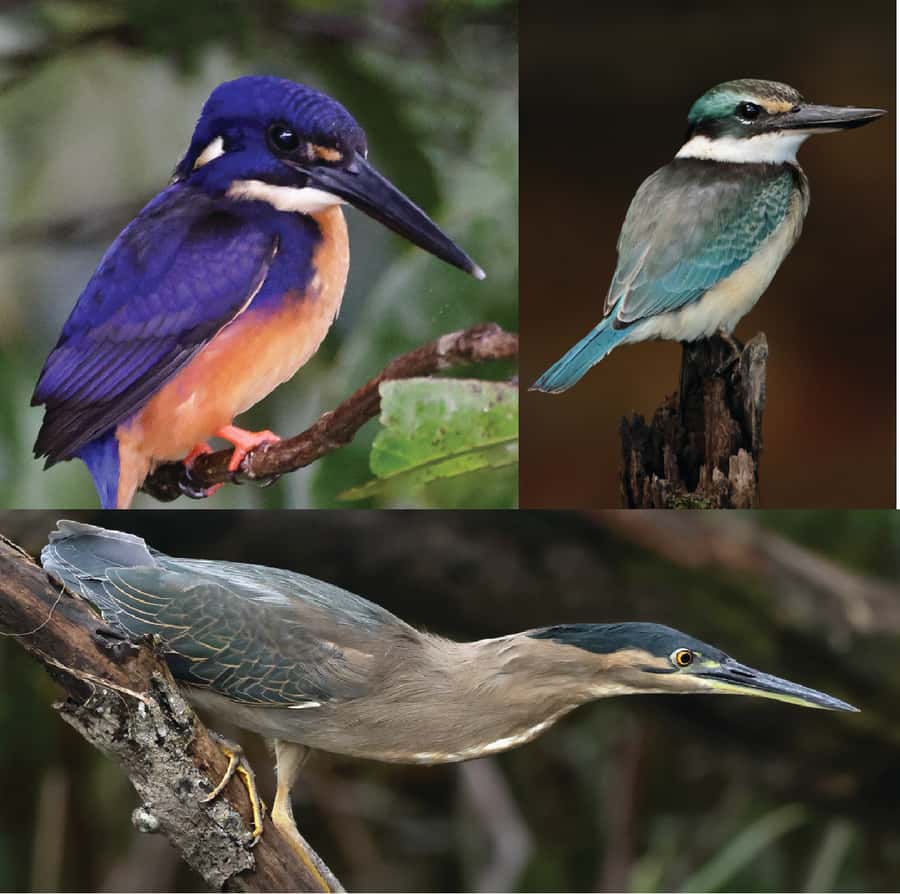 Daintree River Rainforest: Crocodile & Wildlife Cruises (DG) - Pig Island and the river route: why the ride’s “simple” parts matter