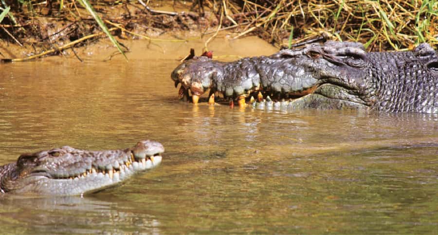 Daintree River Rainforest: Crocodile & Wildlife Cruises (DG) - Naturalist guide energy: how they point you to sightings