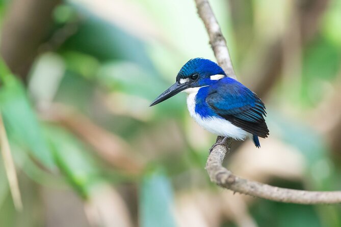 Daintree River 'Sunset' Cruise with the Daintree Boatman - The 2-hour ride: what happens from the ramp to the return