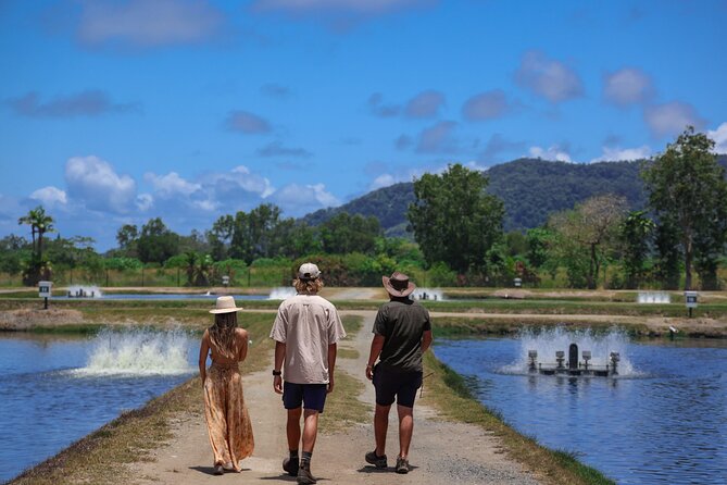 Daintree Sensations - Cassowary Falls Picnic Swim: Where the Day Turns Fun