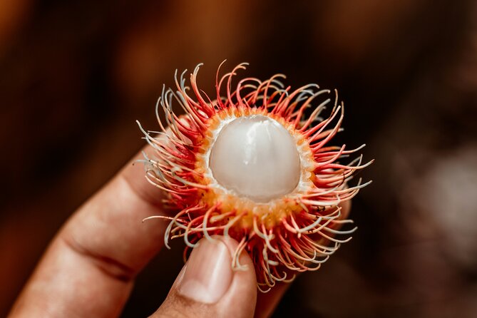 Daintree Sensations - Snacks, Lunch, and the Small-Group Advantage