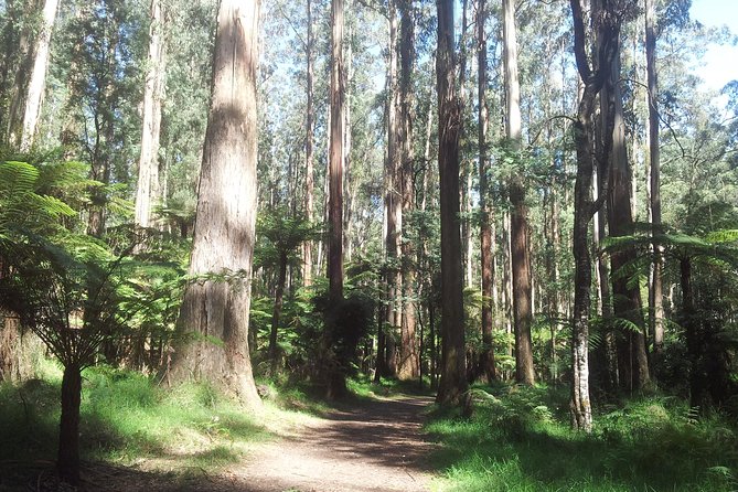 Dandenong Ranges Private Day Tour - Key things that make this Dandenongs tour worth your time