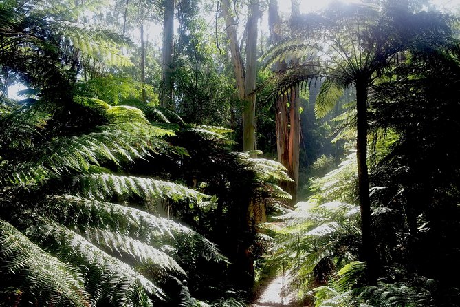 Dandenong Ranges Private Day Tour - Why the Dandenongs feel close, not crowded