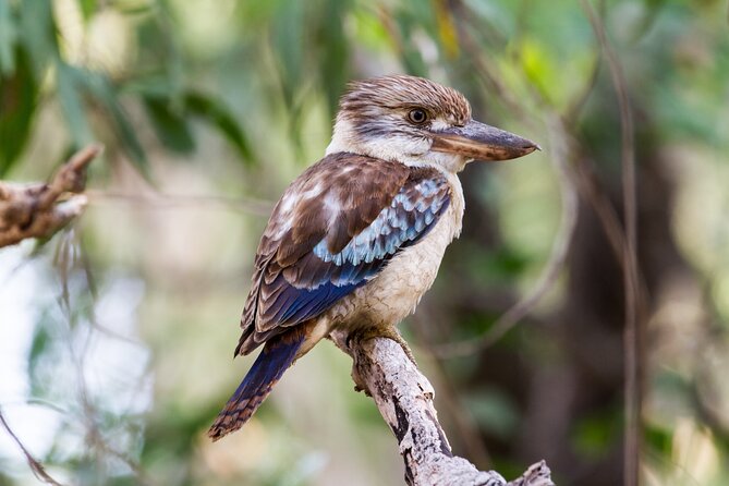 Dandenong Ranges Private Day Tour - Private means personal: why the guide makes the day feel different
