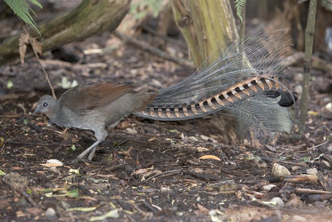 Dandenong Ranges Private Day Tour - Weather, shoes, and what to pack for a calm day in the trees
