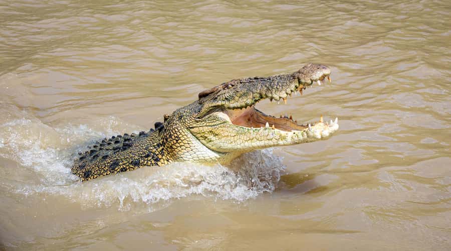 Darwin: Adelaide River Cruises, Jumping Crocodile Experience - Key things I’d plan around