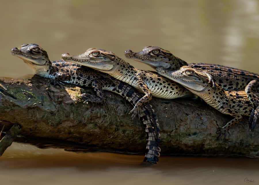 Darwin: Adelaide River Cruises, Jumping Crocodile Experience - Entering the Adelaide River: how the 1-hour cruise actually plays out