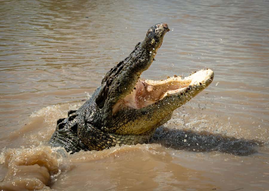 Darwin: Adelaide River Cruises, Jumping Crocodile Experience - The ecosystem lesson isn’t extra fluff