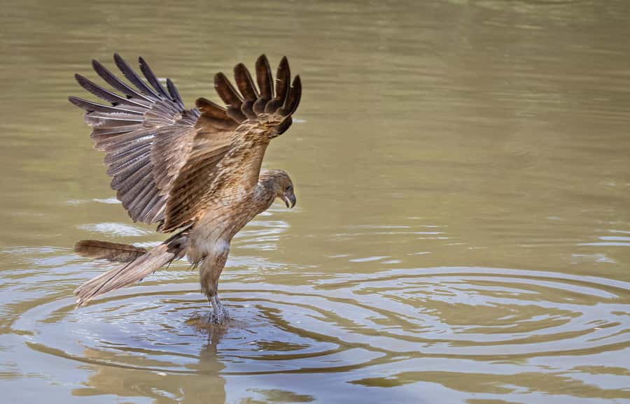 Darwin: Adelaide River Cruises, Jumping Crocodile Experience - Guide skills you can feel on the water (Dylan, John, Jake, and more)