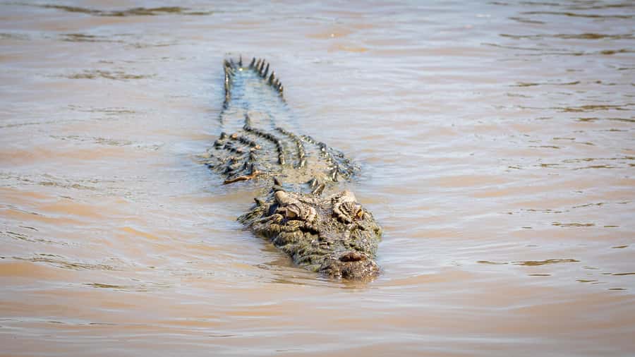 Darwin: Adelaide River Cruises, Jumping Crocodile Experience - Value check: is $38 worth it in Darwin terms?