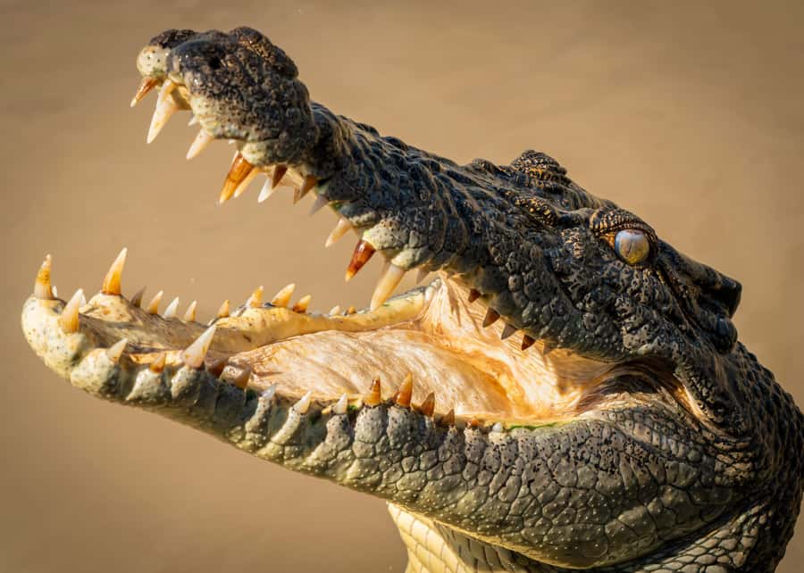 Darwin: Adelaide River Cruises, Jumping Crocodile Experience - Brutus, Dominator, and the jump: what it feels like at boat level
