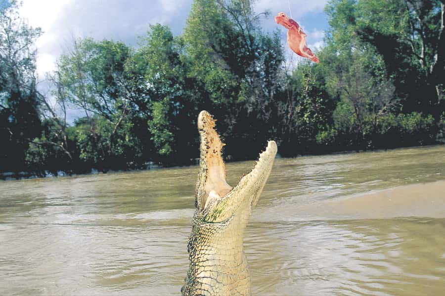 Darwin: Adelaide River Half-Day Jumping Crocs Cruise - Jumping crocs on the Adelaide River: the real draw