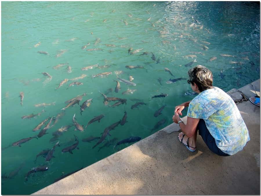 Darwin: Aquascene Fish Feeding Experience - Doctors Gully in Darwin: What makes the fish feeding feel real